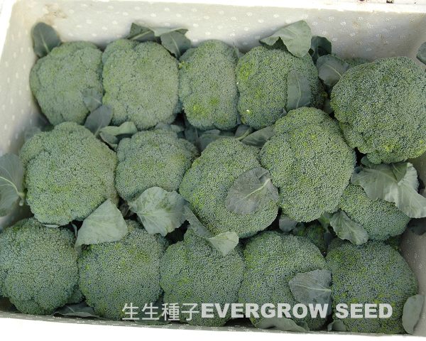 18001 GREEN NUMEN - Image 2