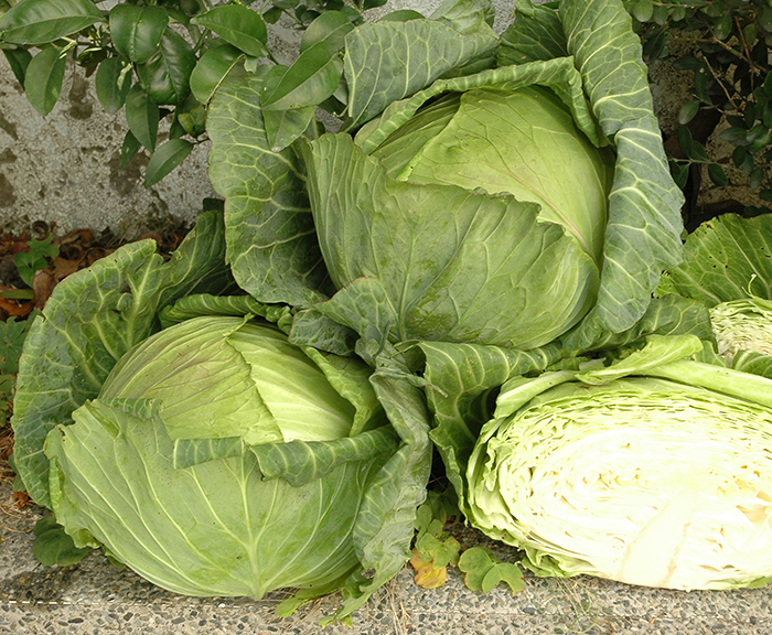 20553 HAYING – EVERGROW SEED CO. LTD.