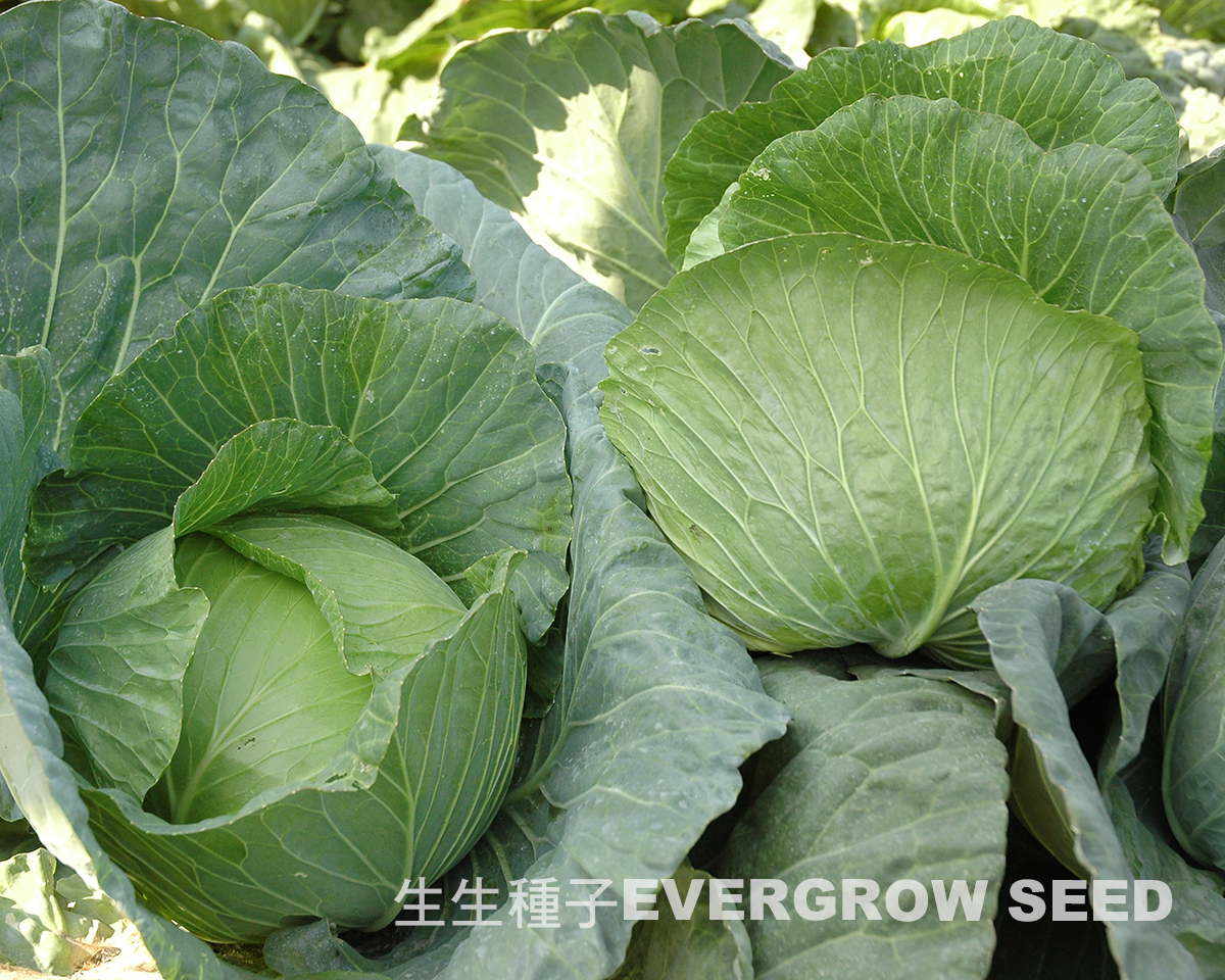 20553 HAYING – EVERGROW SEED CO. LTD.