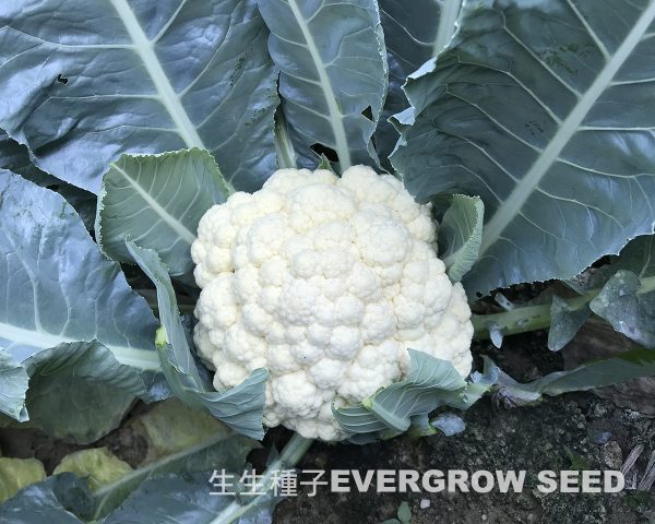 17506 WHITE CORAL - Image 2