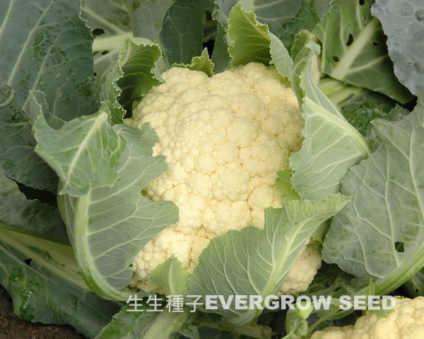 17516 SNOW CORAL
