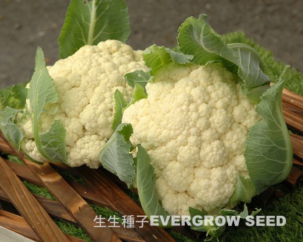 17516 SNOW CORAL - Image 2