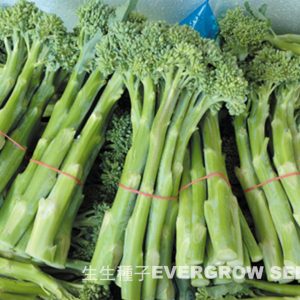 Hybrid Flowering Kale – 28001 HAPPY RICH