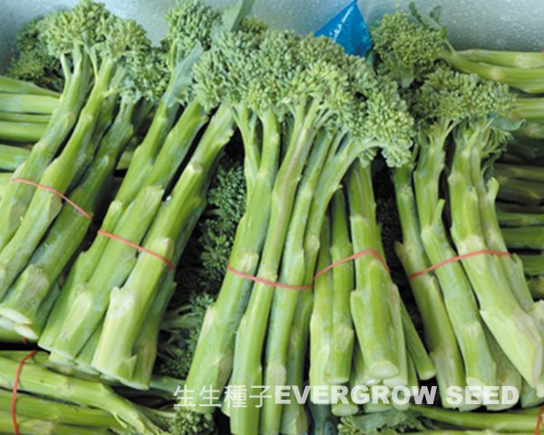 Hybrid Flowering Kale - 28001 HAPPY RICH