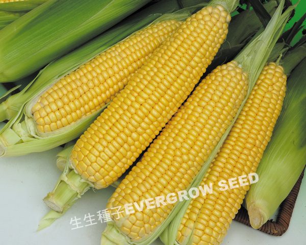25469 YELLOW CROWN NO.3
