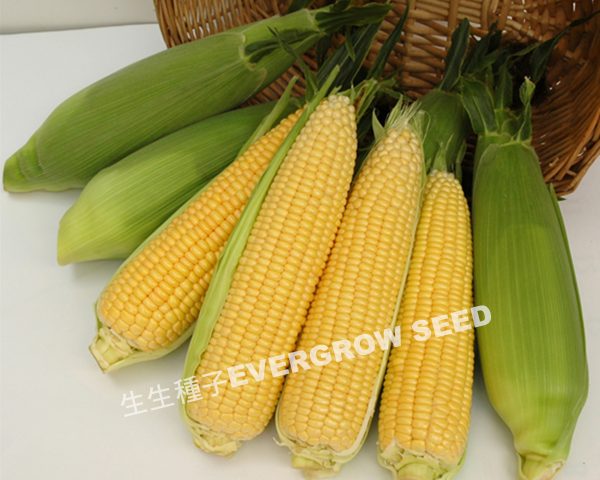 25471 YELLOW CROWN