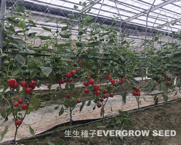 3151 MINI APPLE (Specific Type) - Image 2