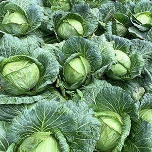 CABBAGE F1