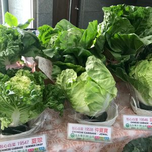 CHINESE CABBAGE F1