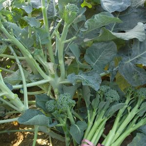 HYBRID FLOWERING KALE F1