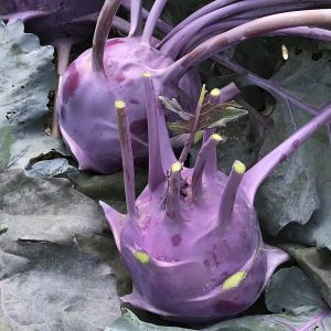 VEGETABLE MISC. - Kohlrabi F1