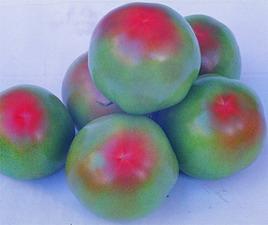 4203B QUEEN ELEGANCE