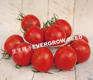 4879 GOLD BELL (Rio Grande Tomato)